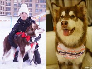 香香公主爱犬吃瓜,引发网友热议